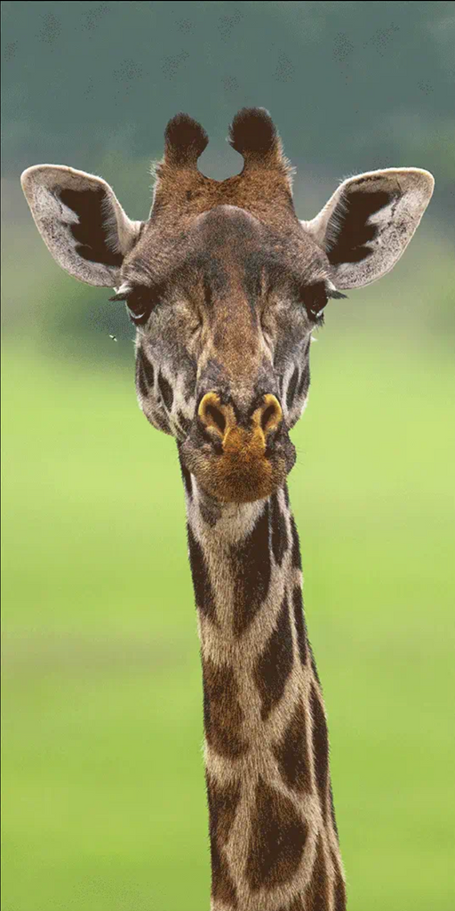 Curious Geoffrey