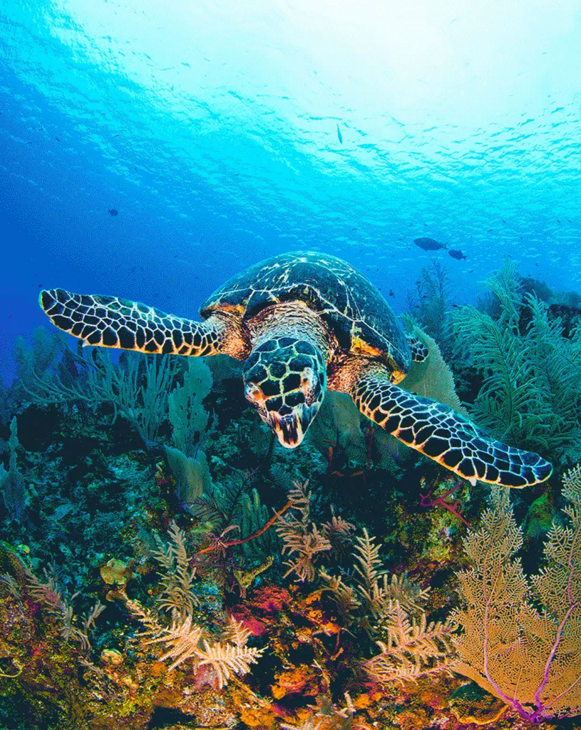 Paraiso de Tortugas