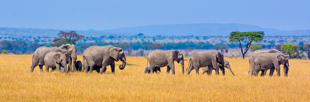 Elephant Crossing