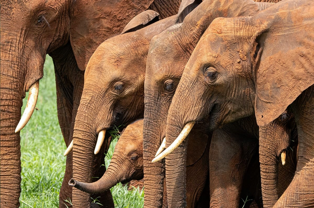 Huddle