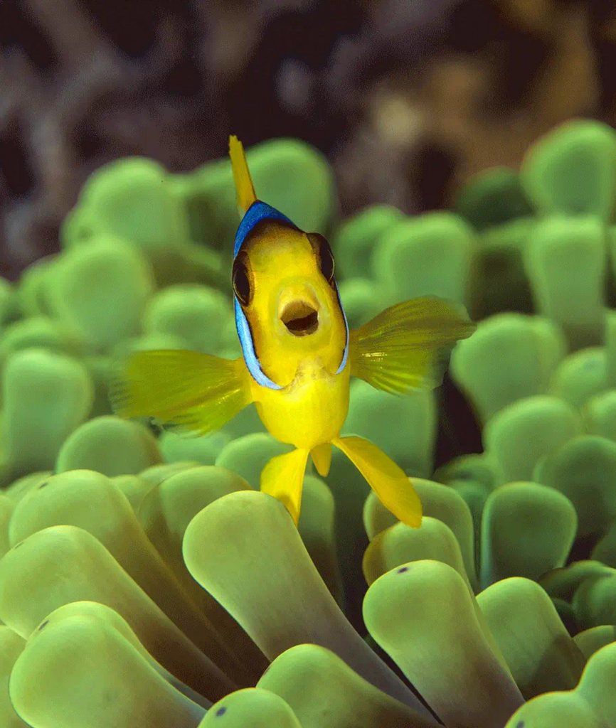 Happy Clown Fish