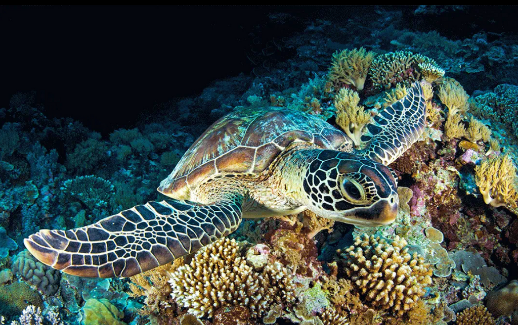 Turtle in the Shadows