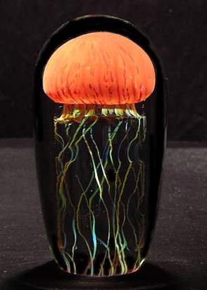 Mini Pacific Jellyfish